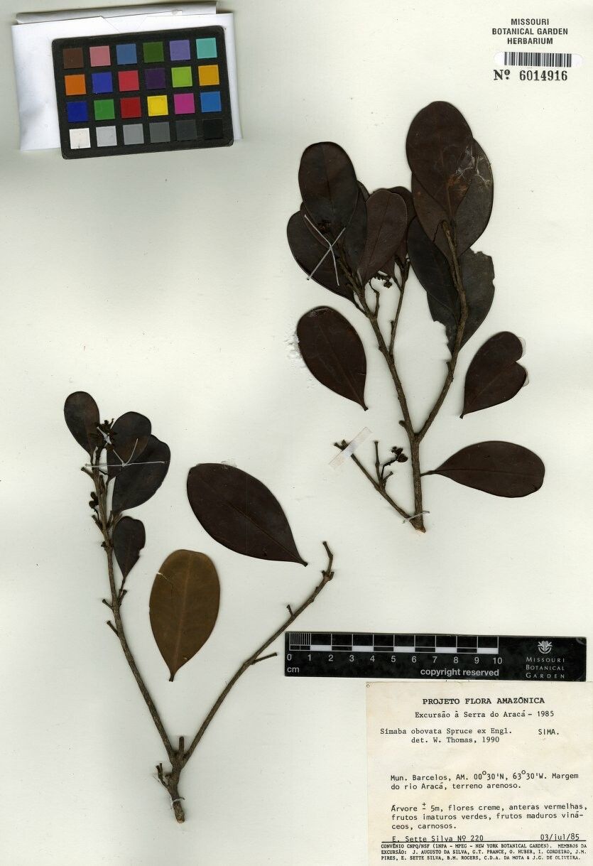Simaba obovata — related species from the same genus
