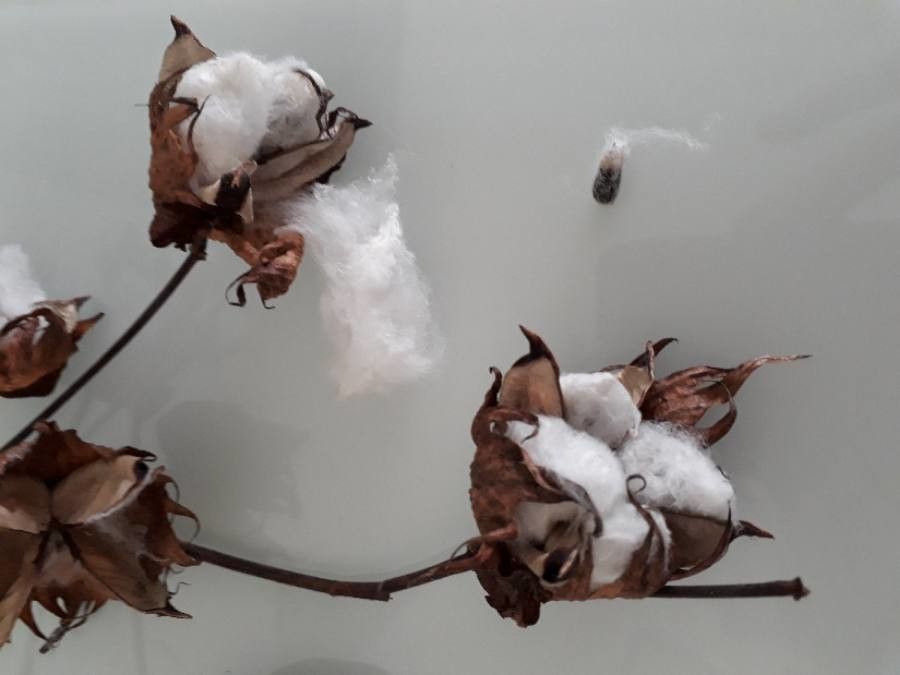 Gossypium hirsutum fruit