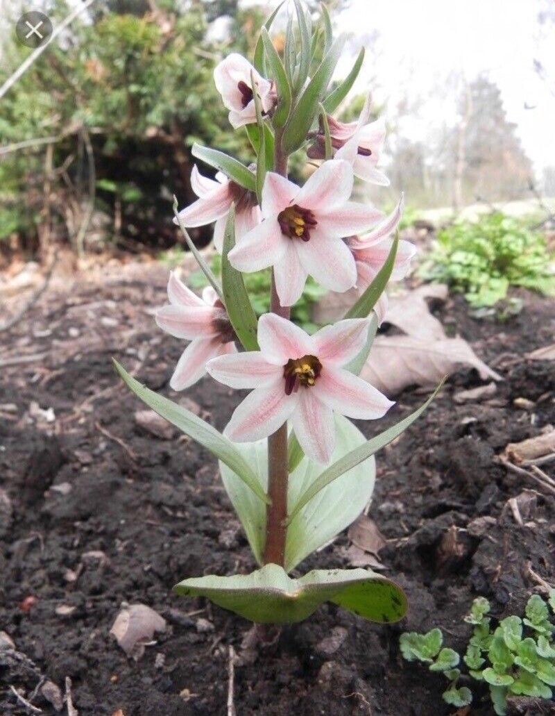 Fritillaria stenanthera — houseplant care guide