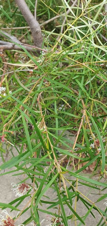 Grevillea linearifolia — search result for 'Grevillea'