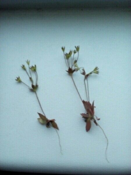 Androsace elongata bark