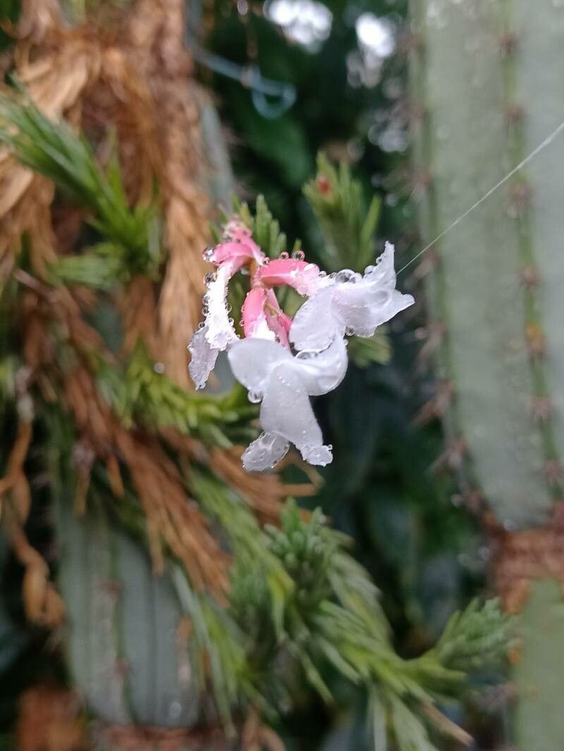 Tillandsia araujei flower