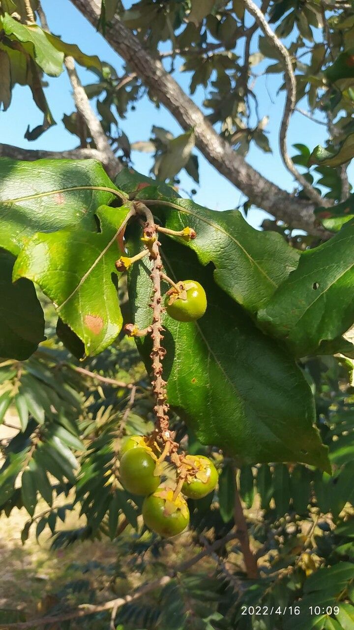 Byrsonima spicata fruit