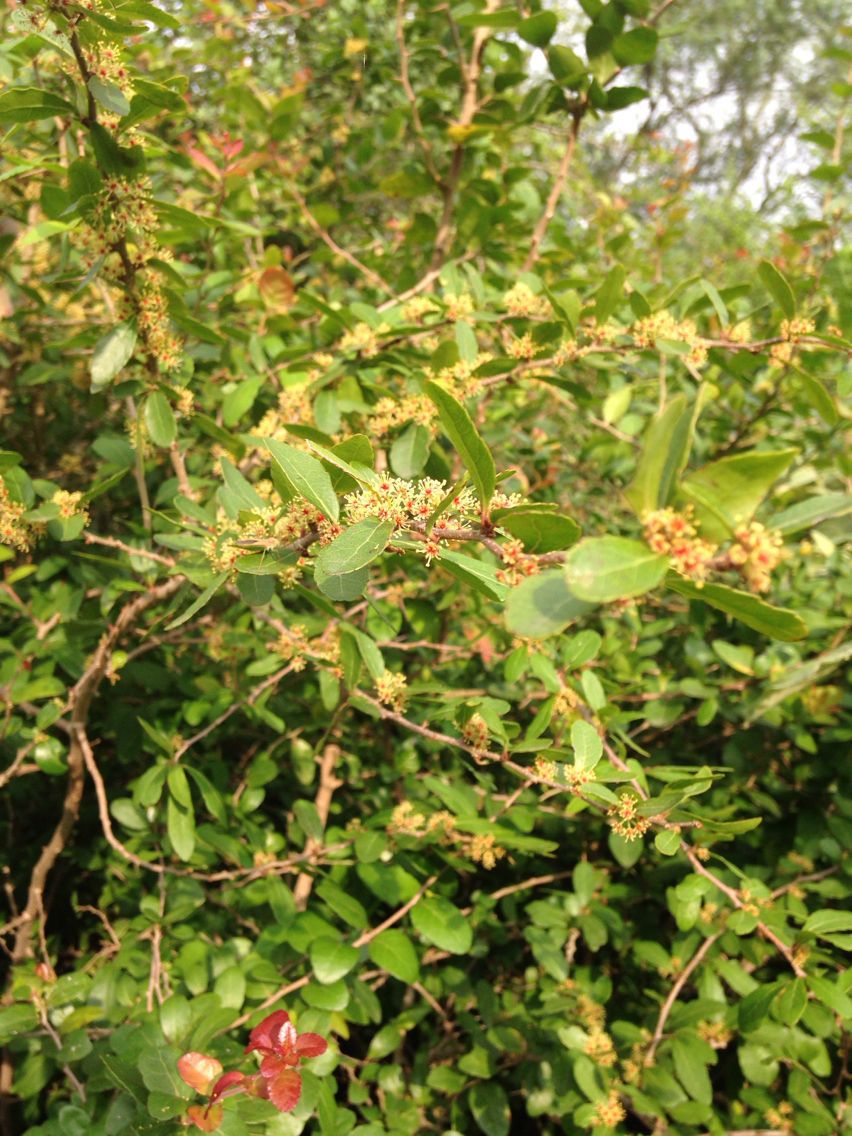 Xylosma flexuosa habit