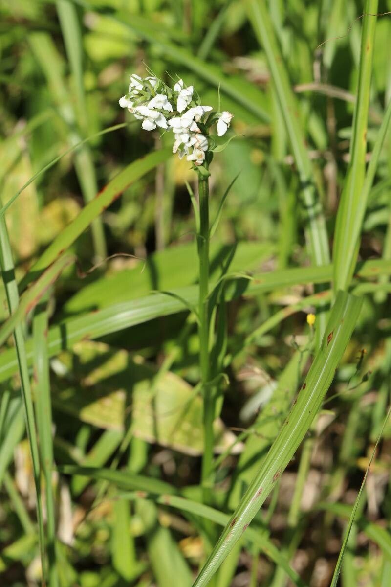 Platanthera hologlottis flower