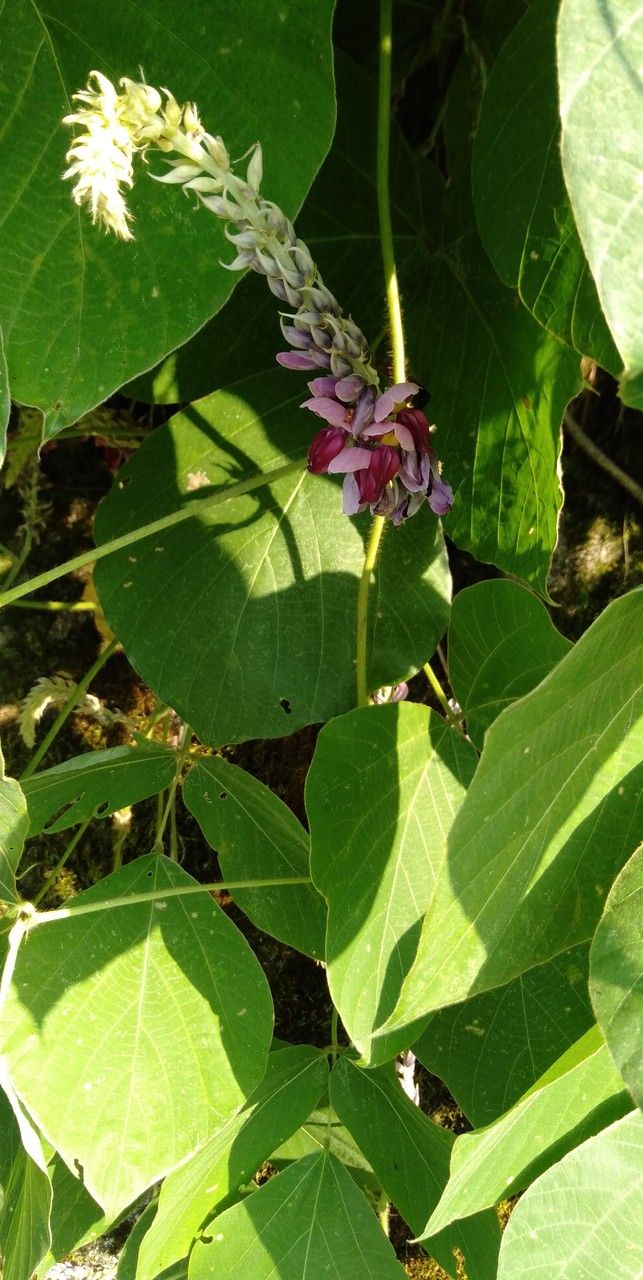 Pueraria montana flower