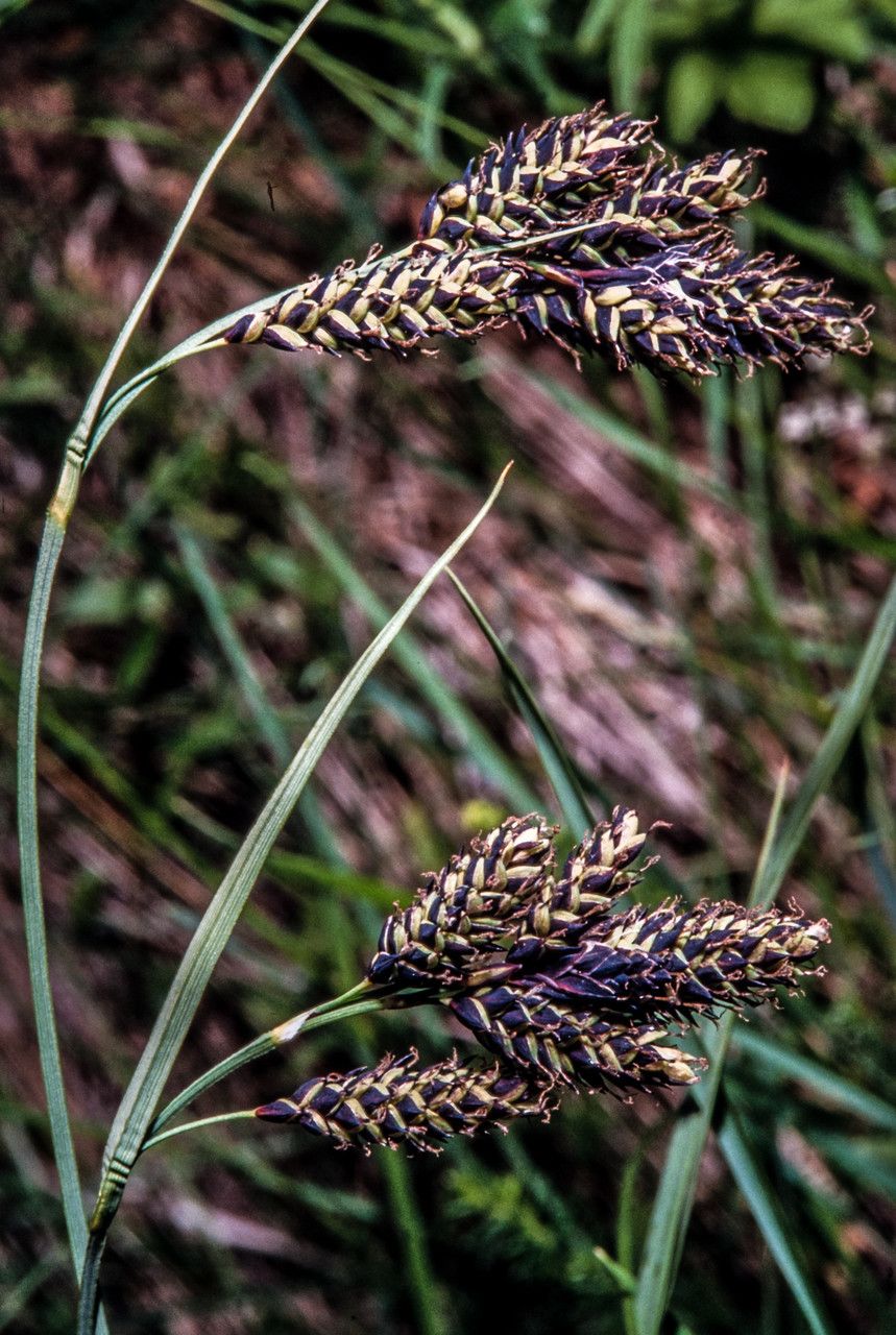 Carex atrata fruit