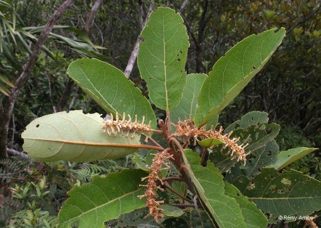 Kermadecia pronyensis flower
