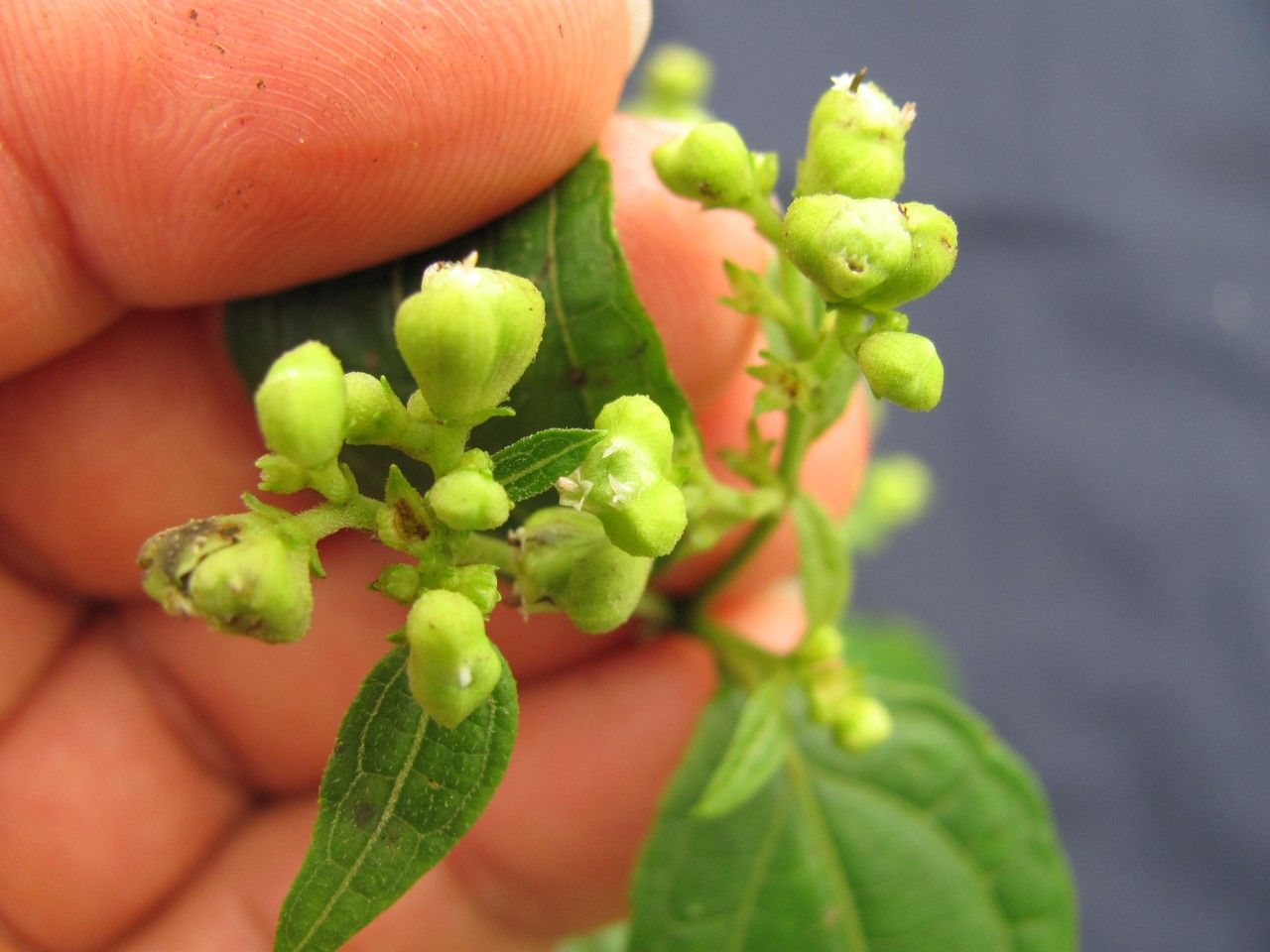 Clibadium leiocarpum — houseplant care guide