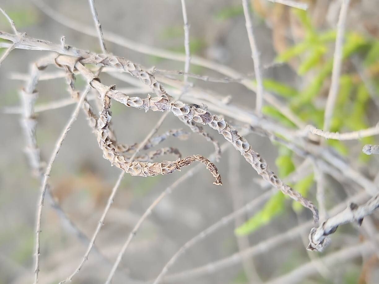 Salicornia persica fruit