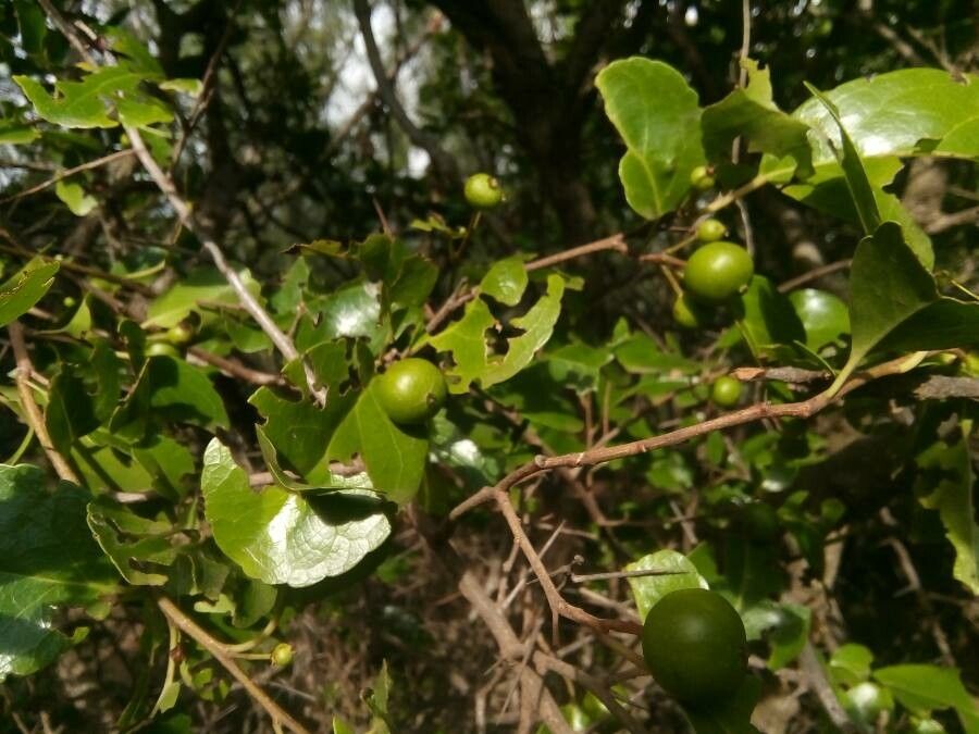 Flacourtia indica fruit