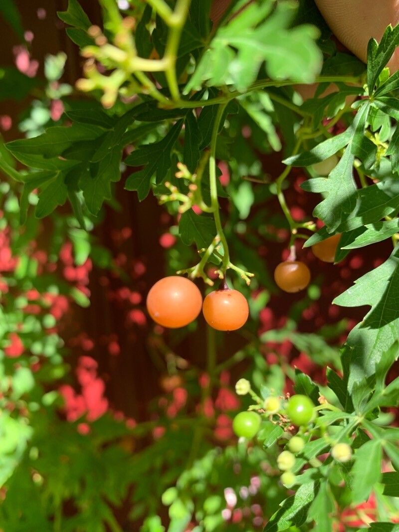 Ampelopsis aconitifolia fruit