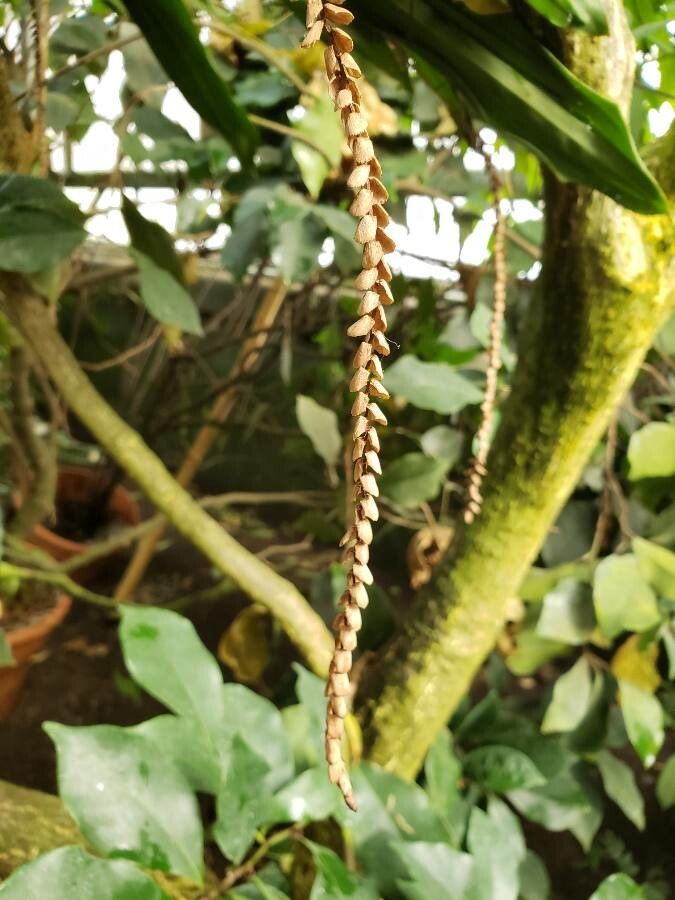 Pholidota imbricata fruit