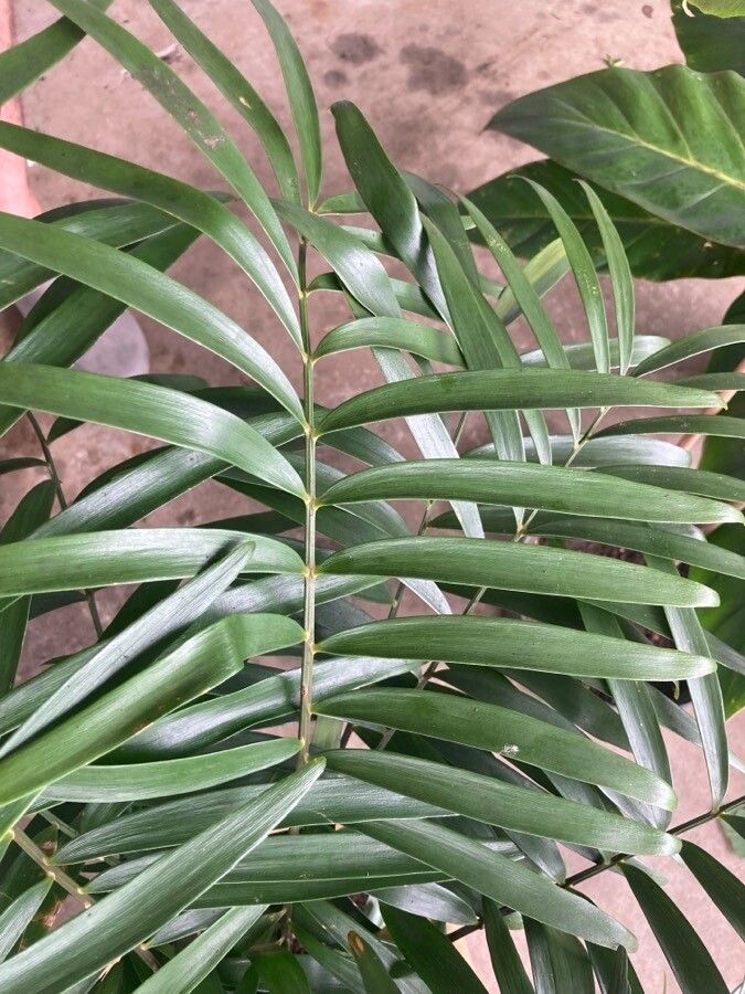 Zamia amblyphyllidia — related species from the same genus