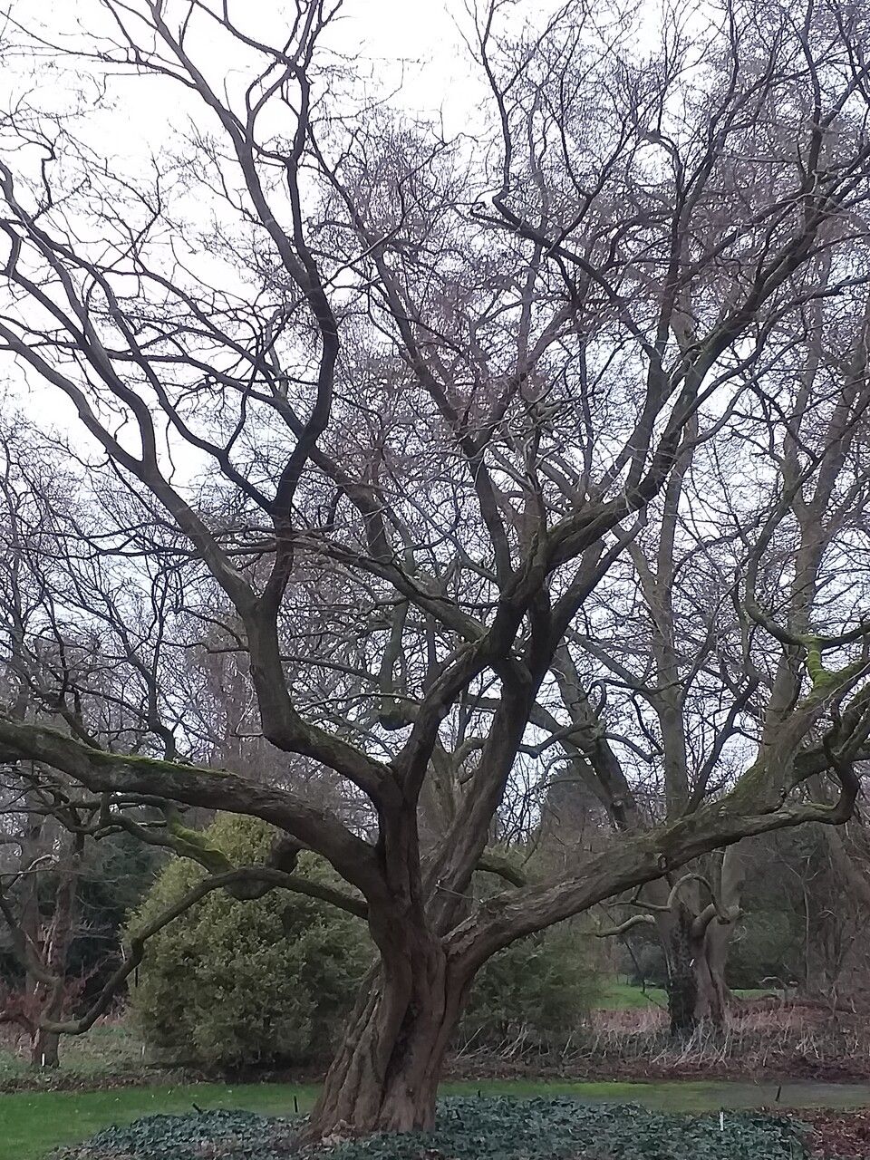 Carpinus turczaninowii habit