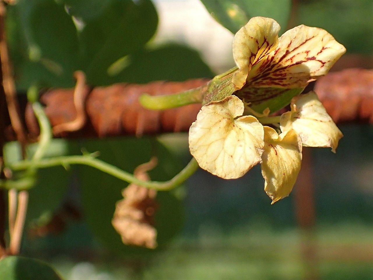 Tropaeolum ciliatum fruit