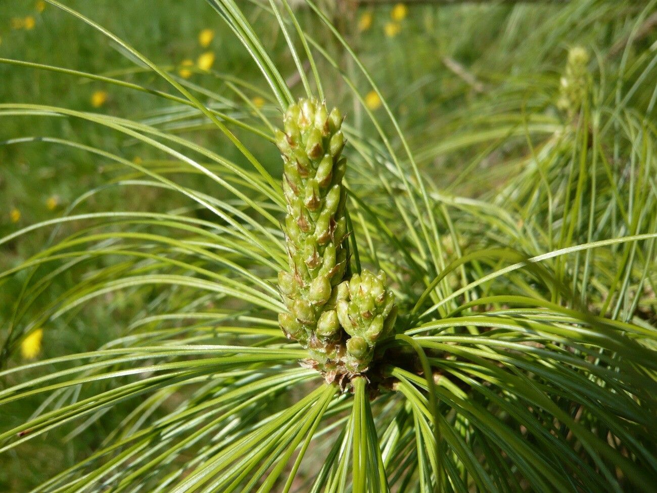 Pinus × holfordiana flower