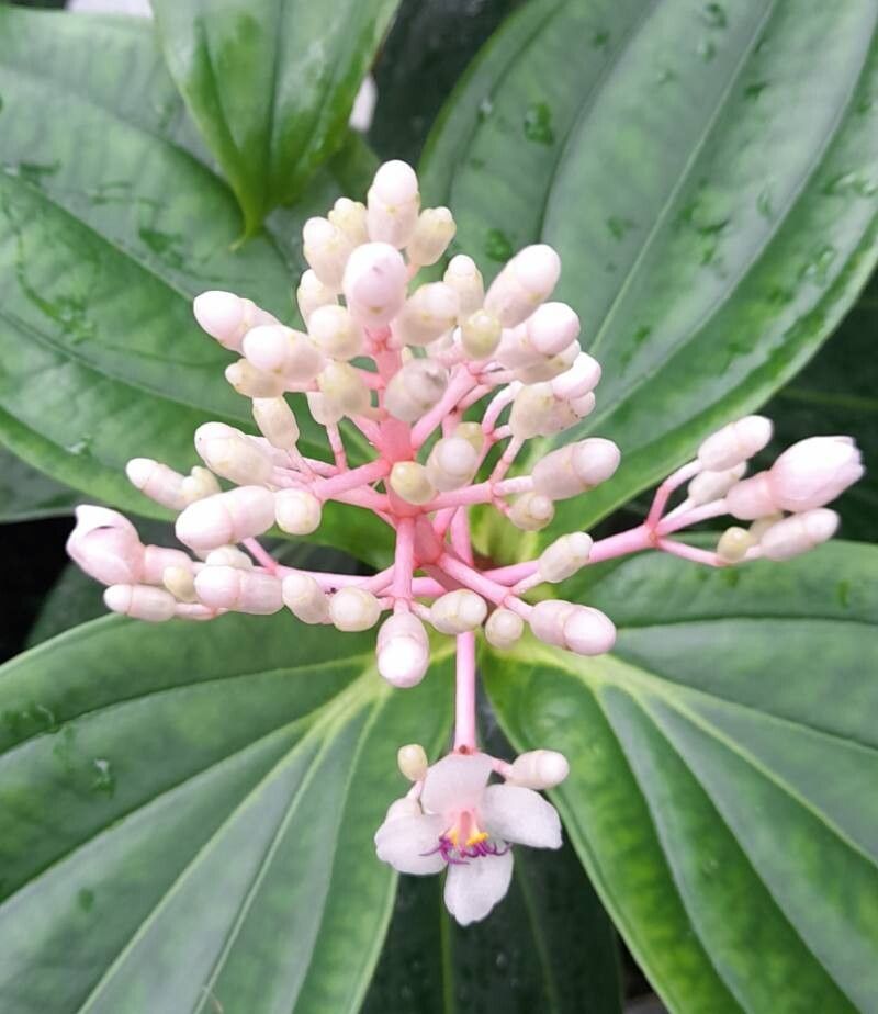 Medinilla cumingii flower