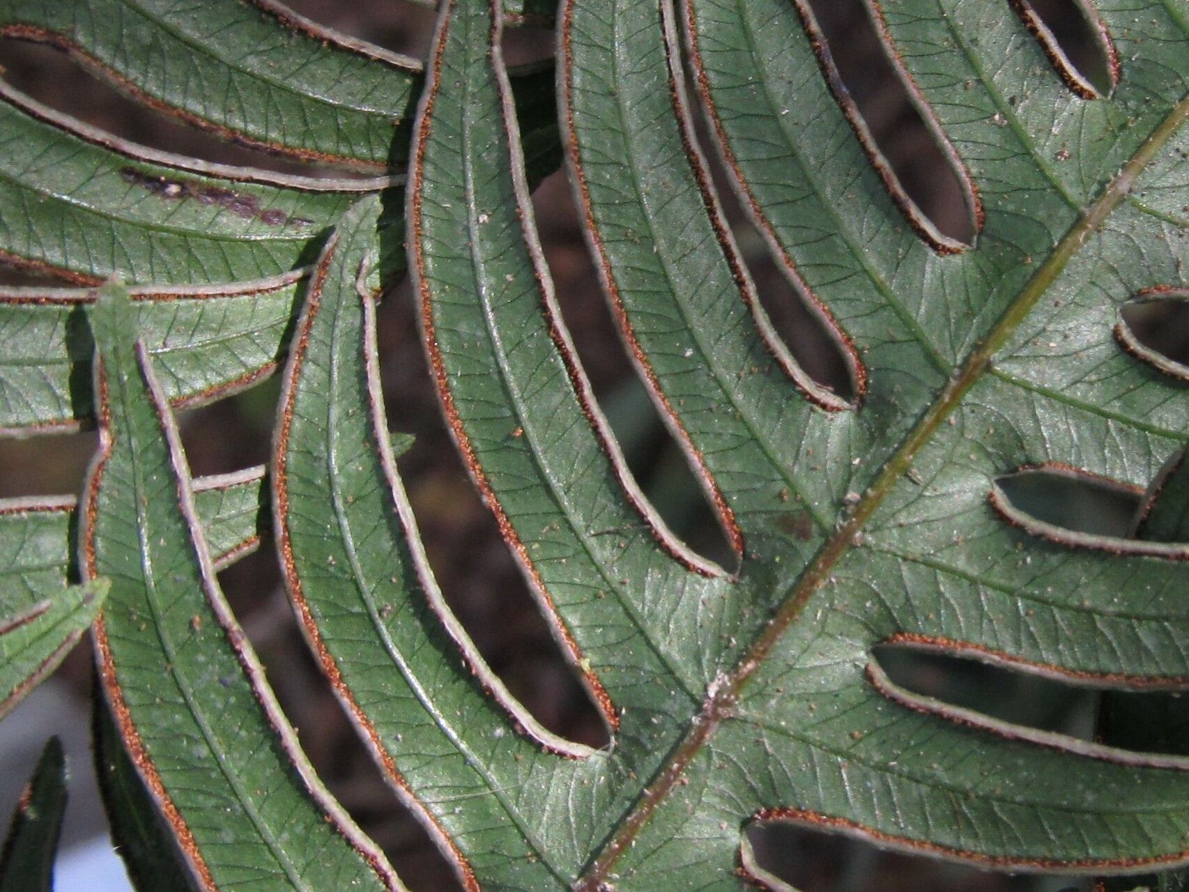 Pteris mildbraedii fruit