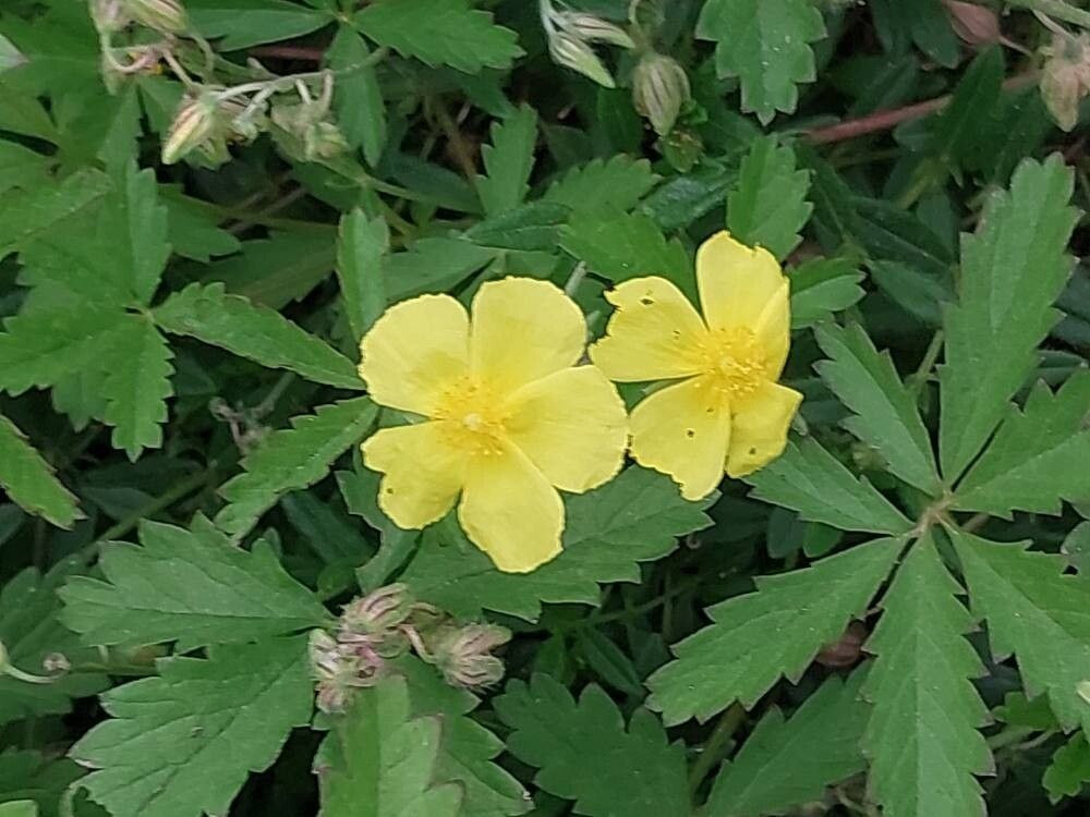 Helianthemum grandiflorum — houseplant care guide