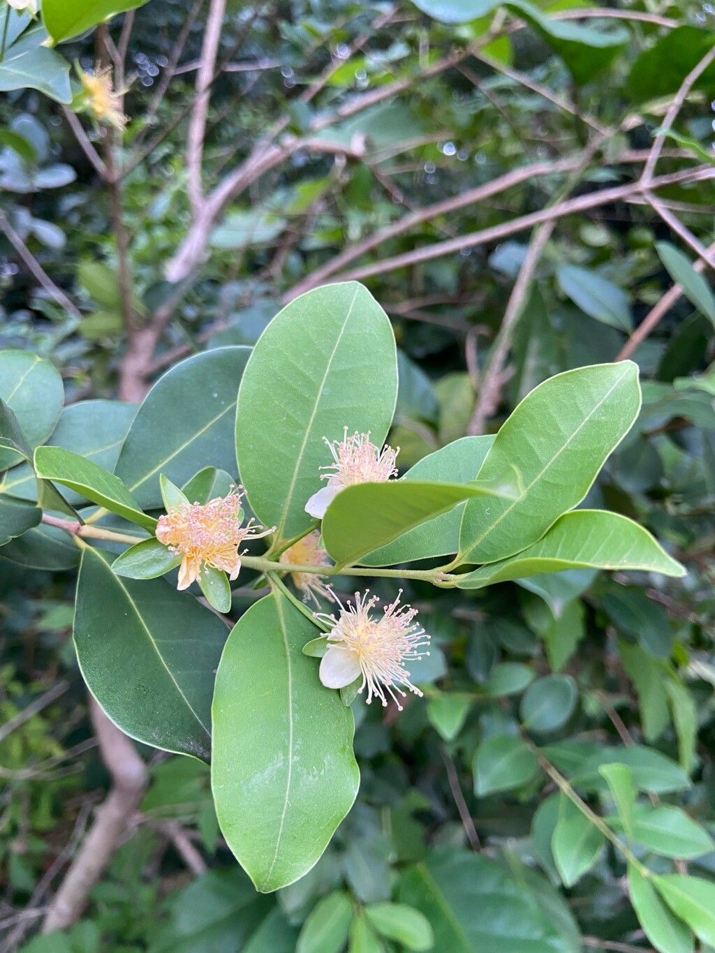 Eugenia speciosa — houseplant care guide