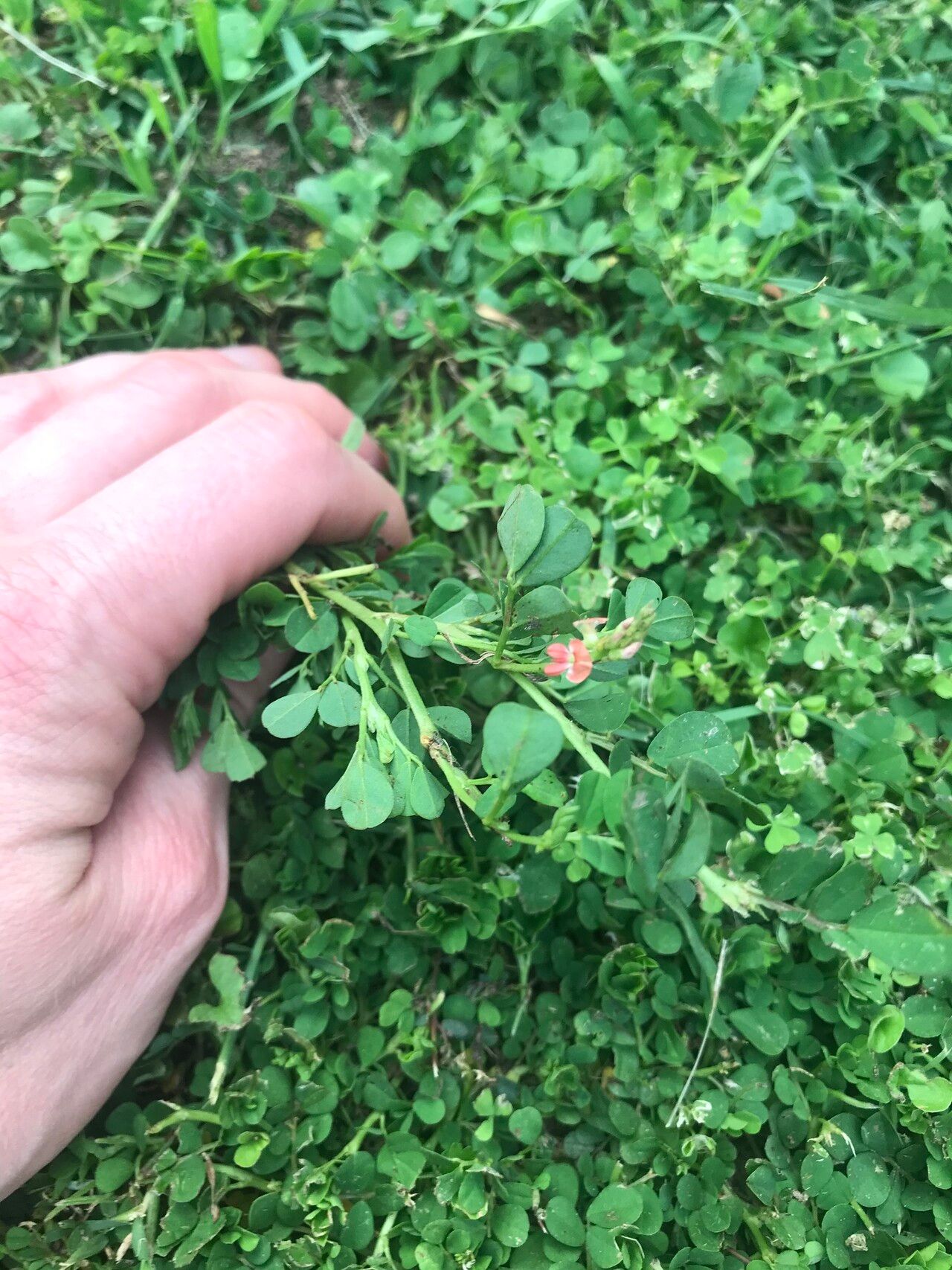 Indigofera circinella flower