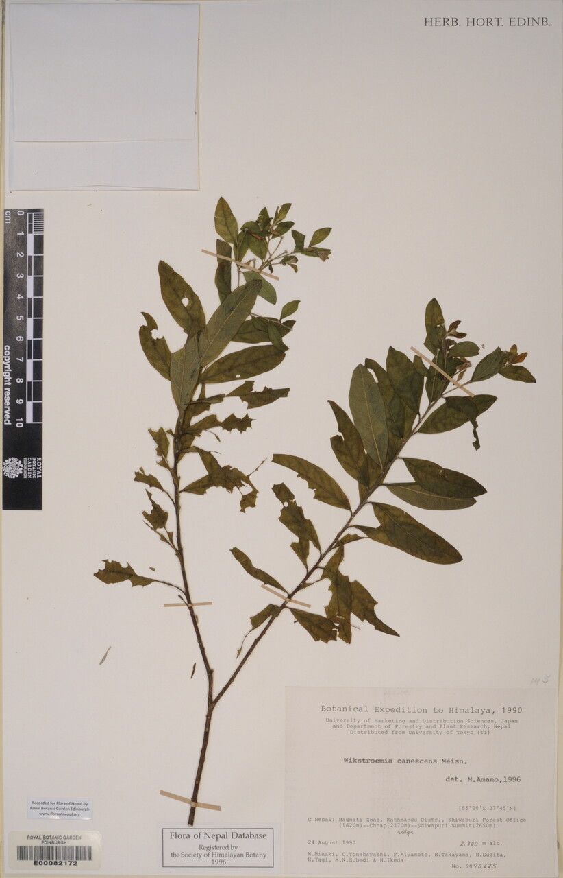 Wikstroemia canescens other