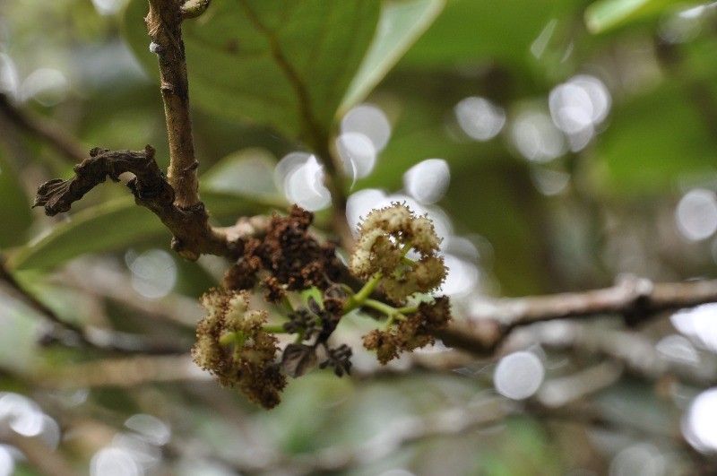Monimia rotundifolia flower