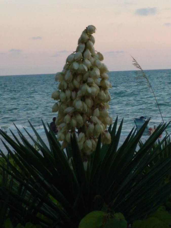 Yucca madrensis flower