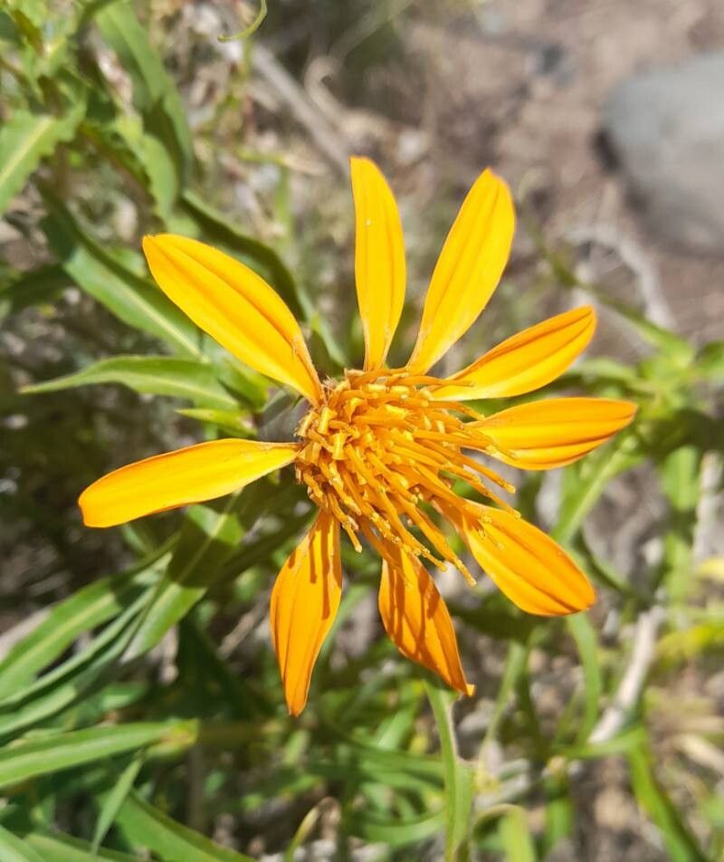 Mutisia subspinosa flower