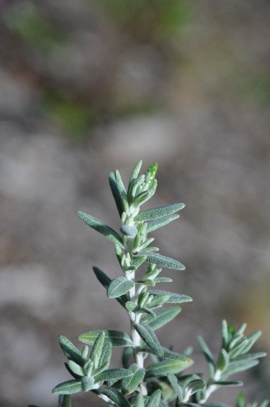 Hubertia tomentosa leaf