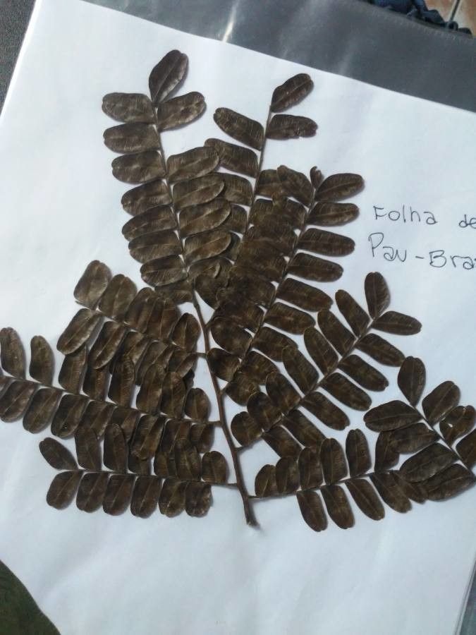 Dinizia excelsa — search result for 'Guyana'