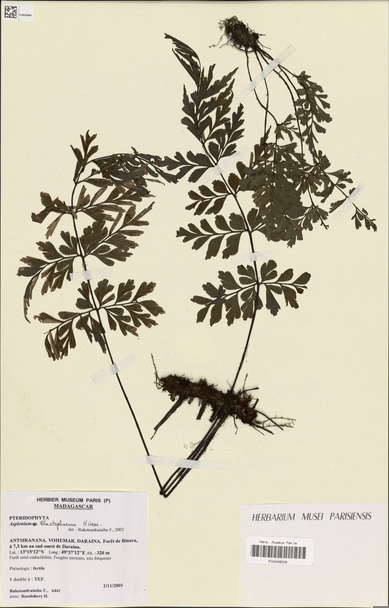 Asplenium × binaraense — houseplant care guide