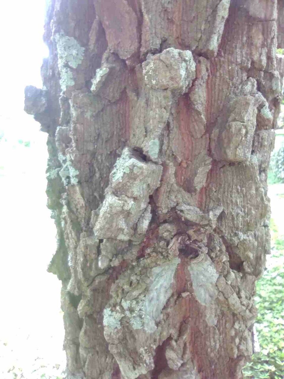 Eugenia dysenterica bark