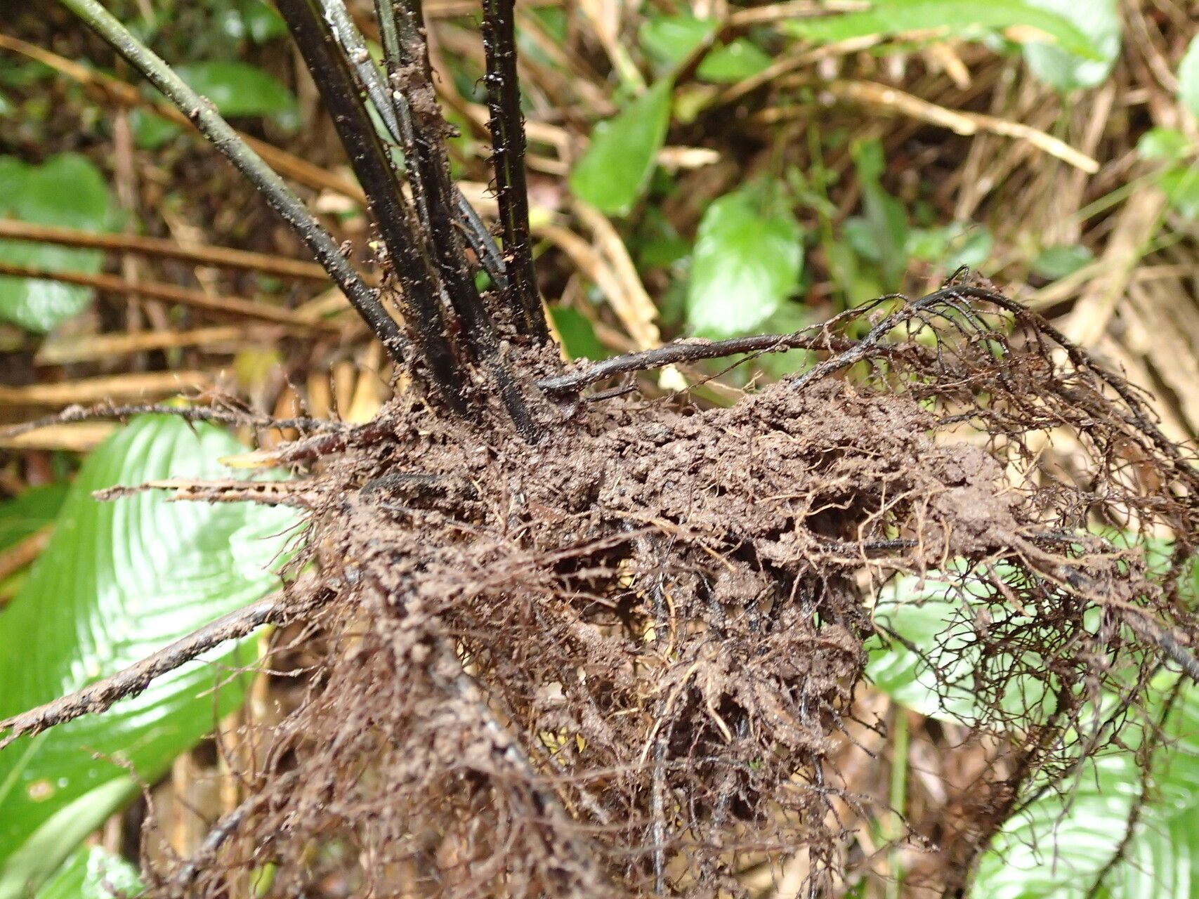 Diplazium sammatii other