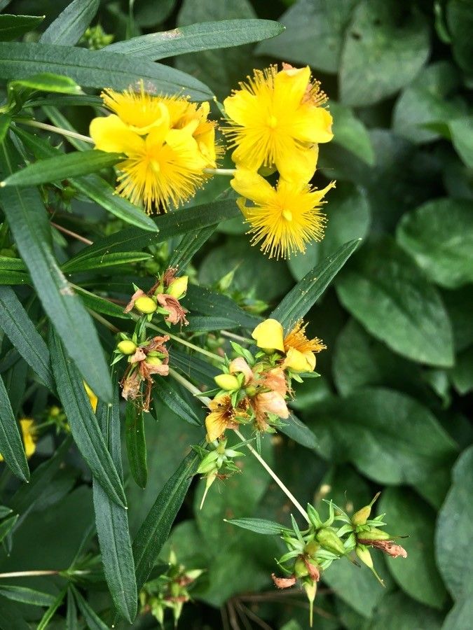 Hypericum prolificum flower