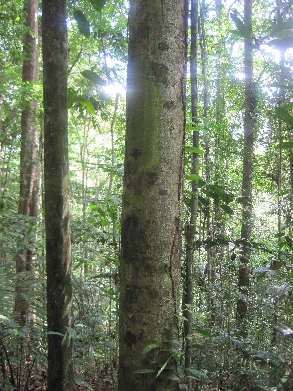 Carapa procera habit