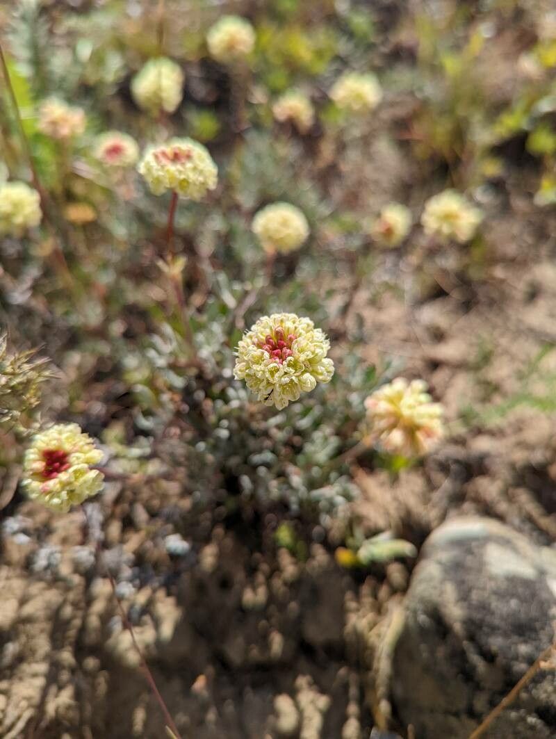 Eriogonum douglasii flower