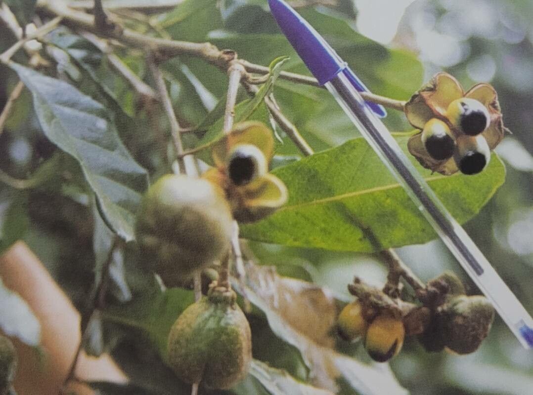 Cupania oblongifolia fruit