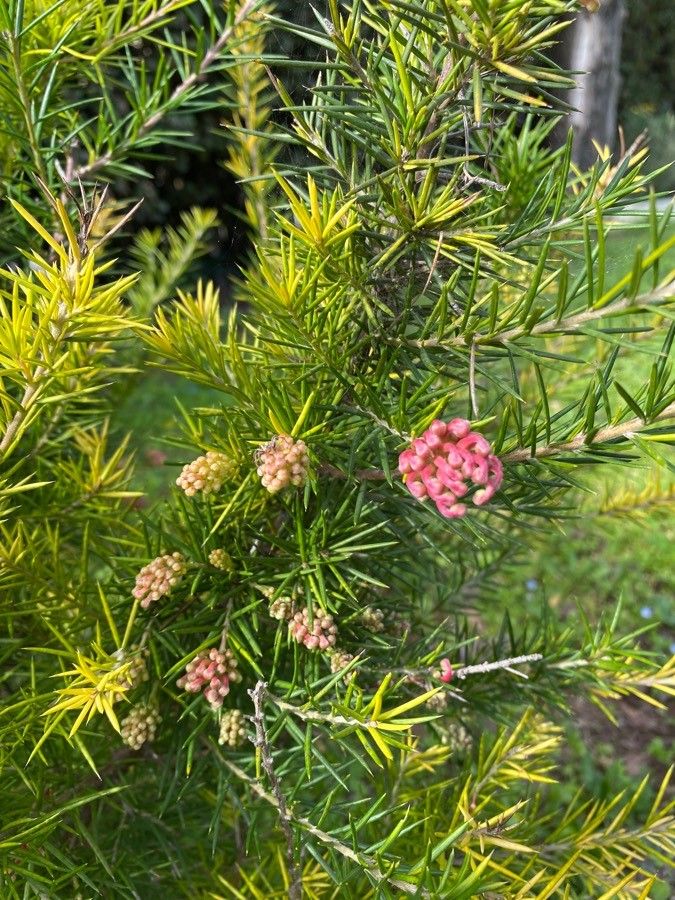 Grevillea rosmarinifolia fruit