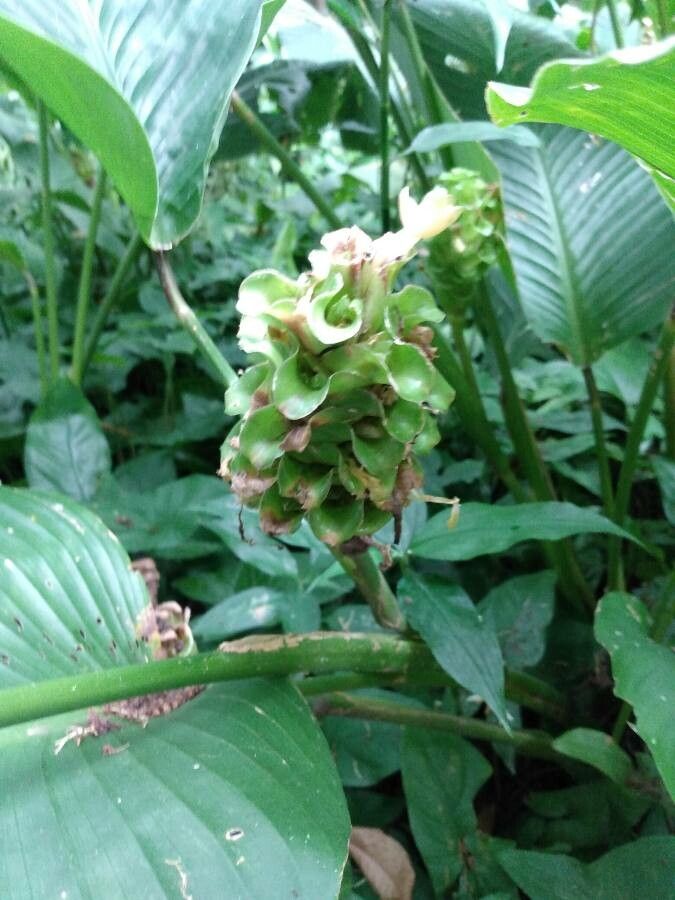 Goeppertia cylindrica flower