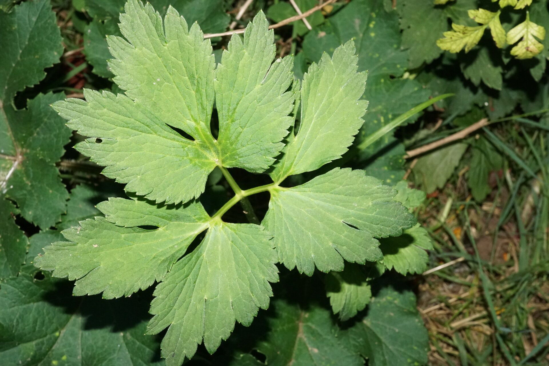 Ranunculus serbicus — houseplant care guide