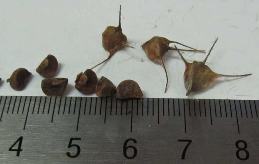 Pavonia oxyphyllaria other