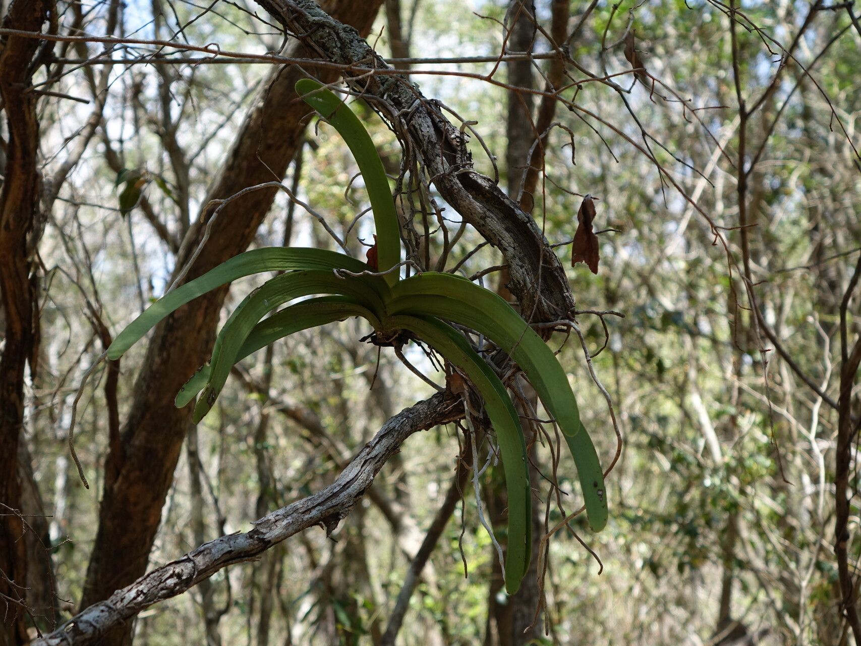 Angraecum praestans — houseplant care guide