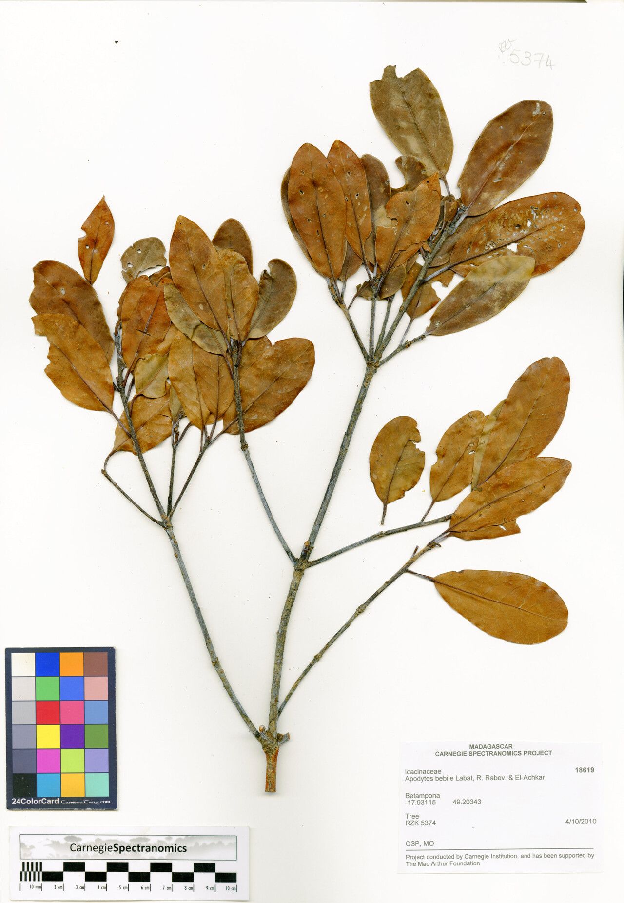 Apodytes bebile — related species from the same genus