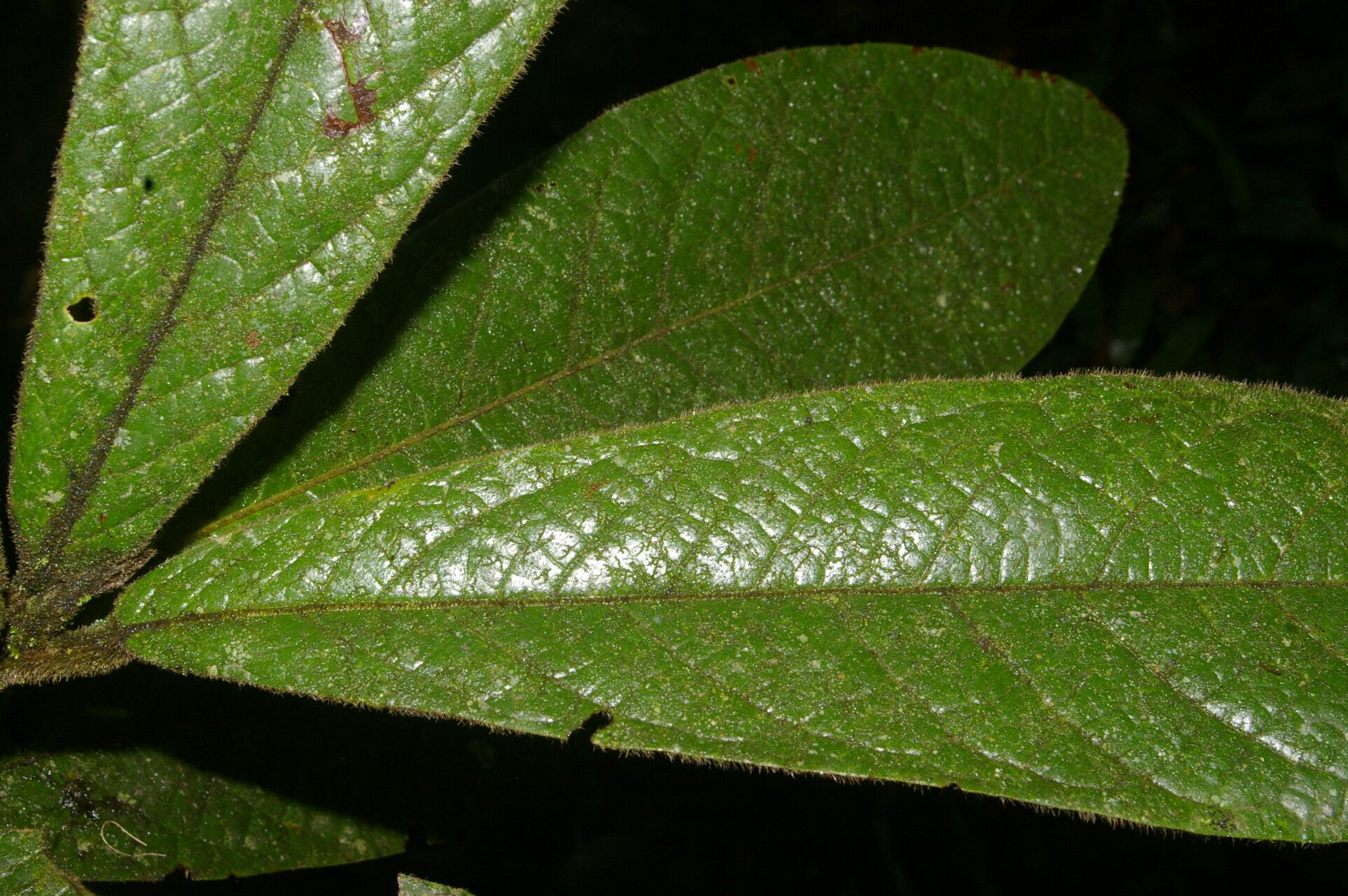 Ocotea helicterifolia — houseplant care guide