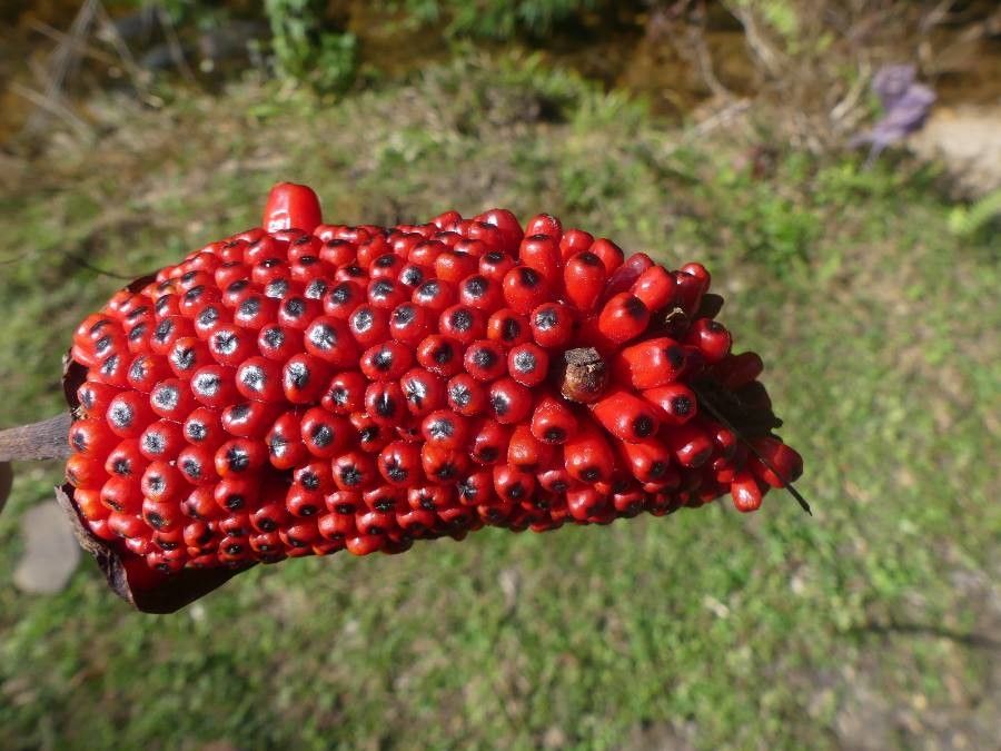 Amorphophallus konjac fruit