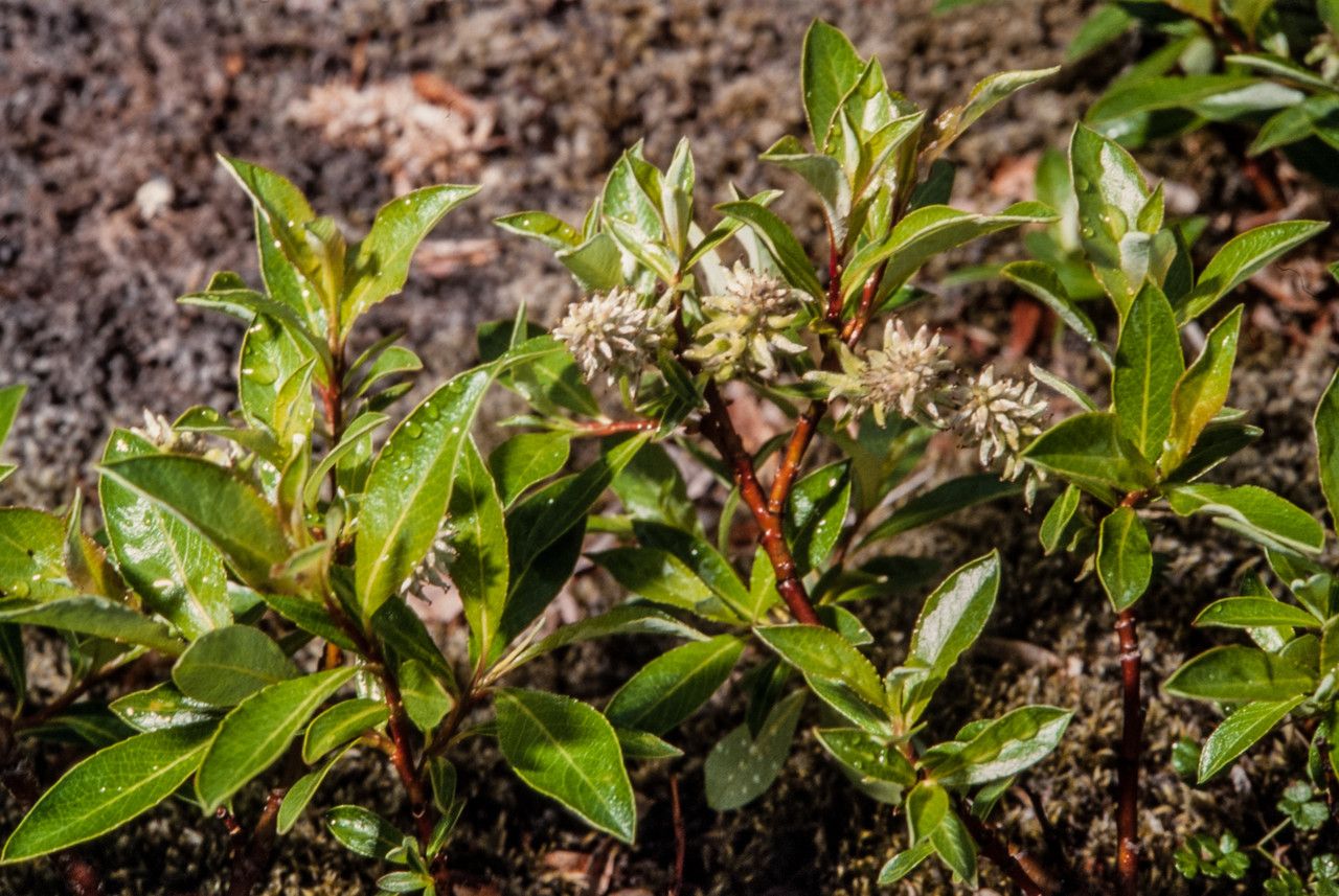 Salix phylicifolia — search result for 'Iceland'