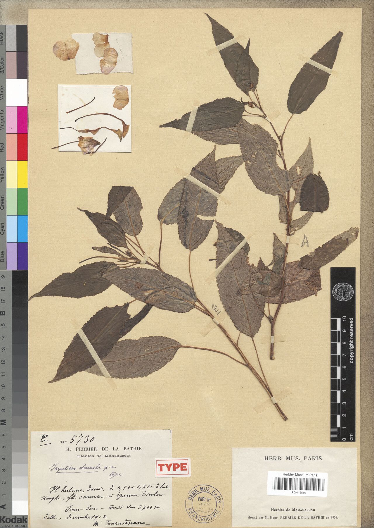 Impatiens venusta — houseplant care guide