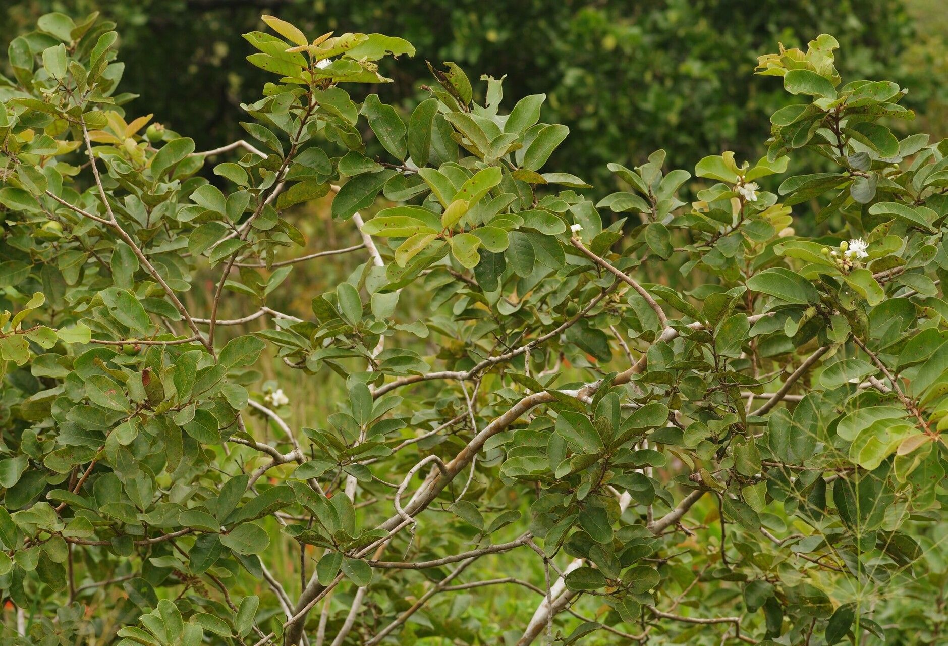 Psidium guyanense habit